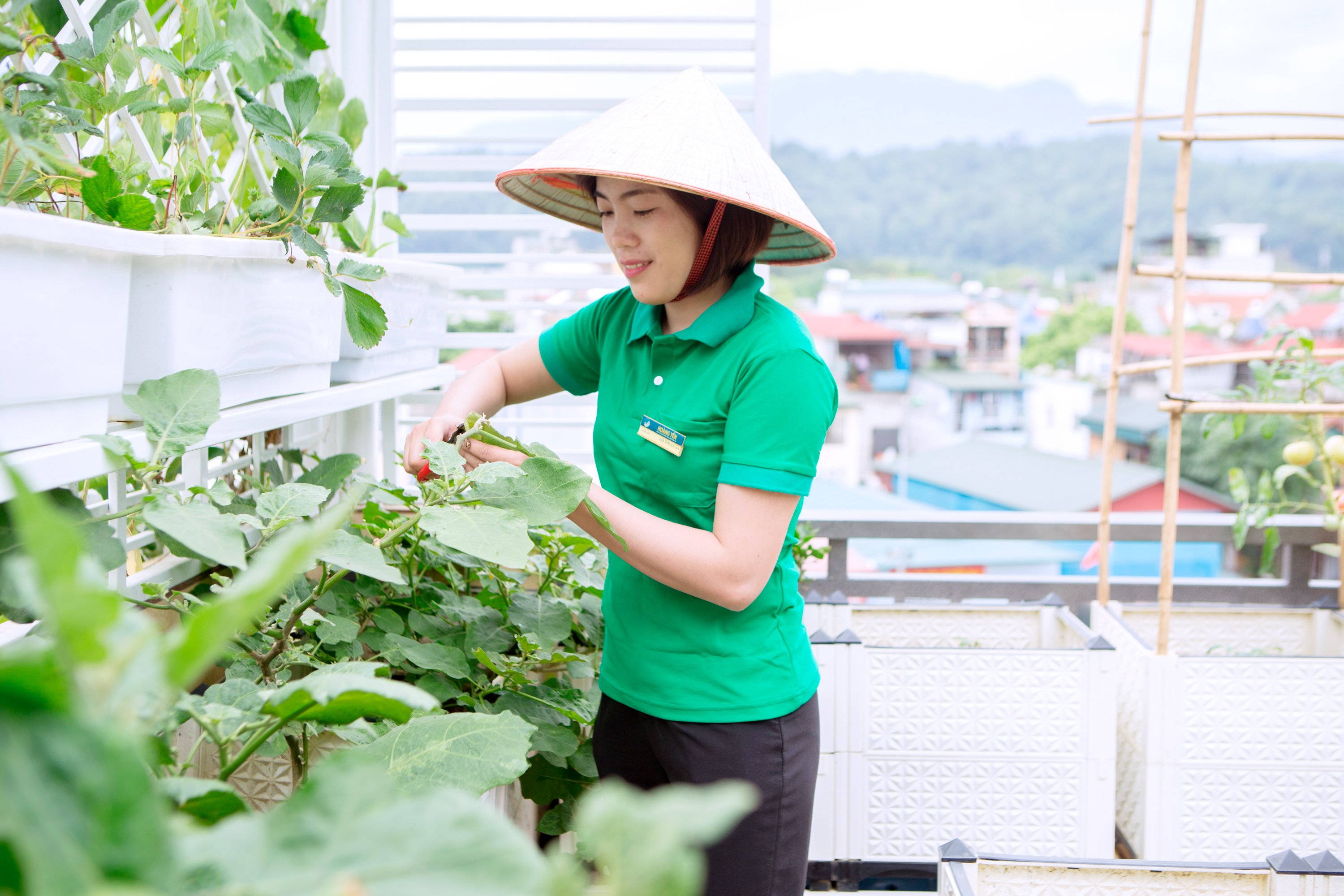 Dọn nhà Hoàng Yến - đơn vị trồng và chăm sóc cây xanh uy tín tại Lào Cai