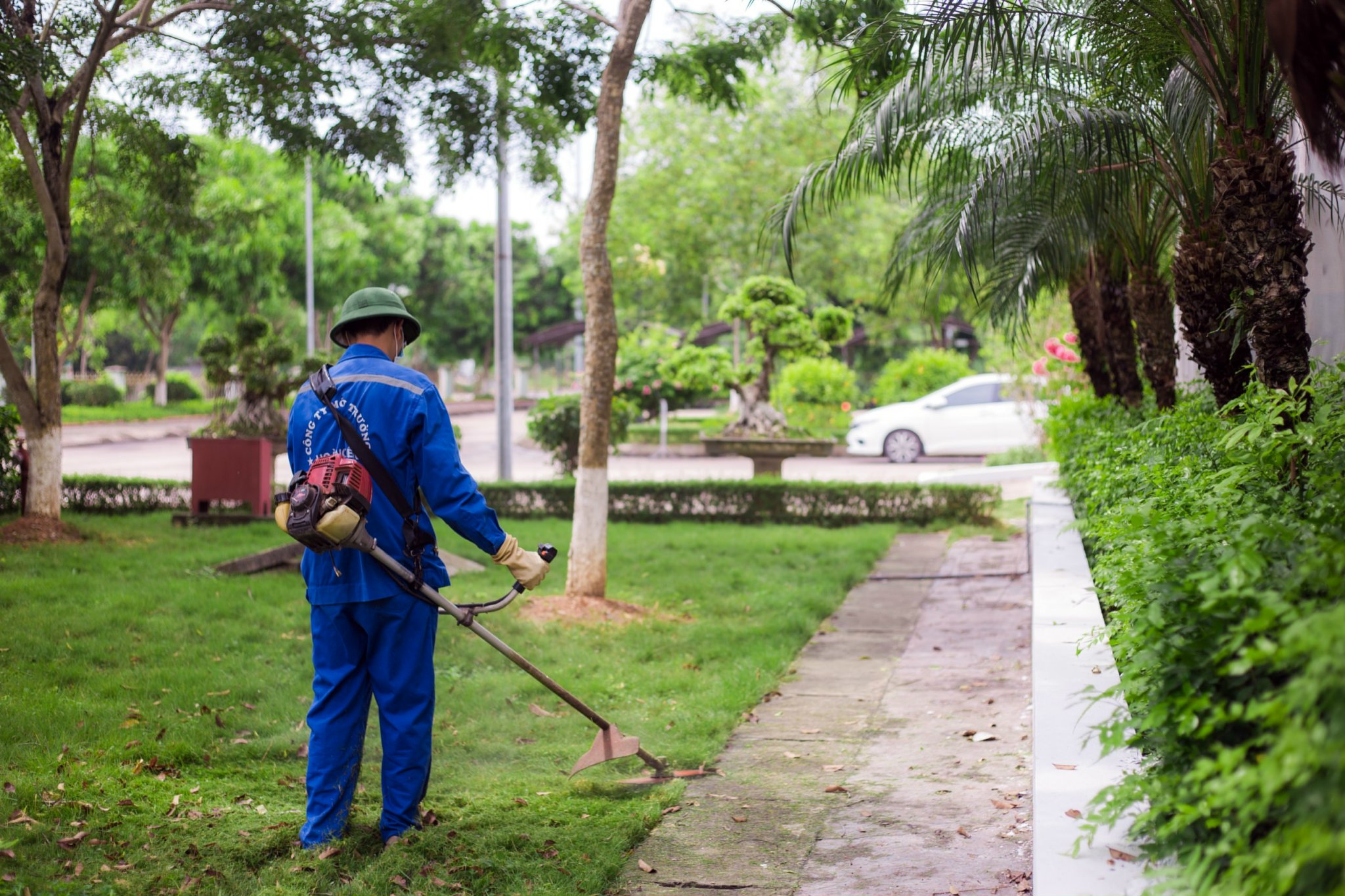 Cắt tỉa cây cảnh trong vườn của bệnh viện